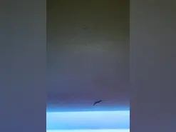 Amateur Sex Cam of thesacredduo