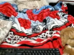 Amateur Live Sex Cam of DennisXCarol