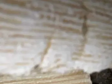 Bongacams Live Sex Cam of Asiankitties