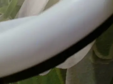 Bongacams Live Sex of TvoyaIgrushka