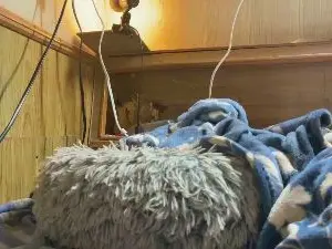 Cam4 Adult Webcams of Wubbado