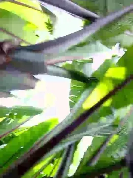 Cam4 Nude Webcam of Kingdom1