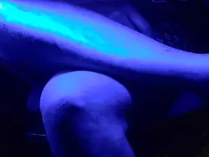 Cam4 Adult Webcam of junkatsu