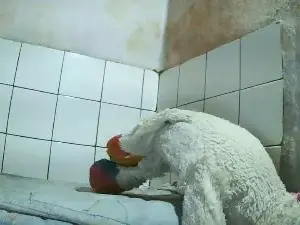 Cam4 Live Porn of Nataach29