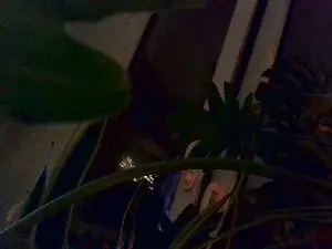 Cam4 Sex Chat of Dickinson99