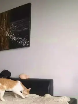 Cam4 Live Porn of Nicodick