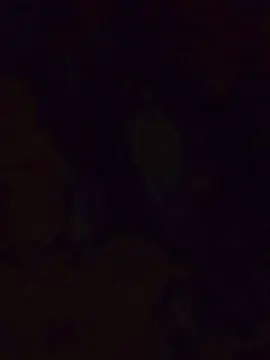 Cam4 Best Webcam of 0Bruno81