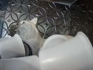 Camsoda Best live sex cam show of voyeurcam-bridgetleewalters-02