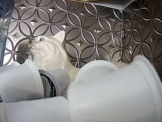 Camsoda Adult Video Chat of voyeurcam-bridgetleewalters-02