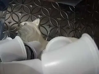 Camsoda Best live sex cam show of voyeurcam-bridgetleewalters-02