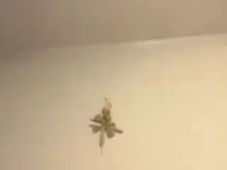 Camsoda Free Porn Cam of jazzyybabyy