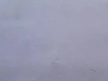 Chaturbate Best Webcam of ass_elbonypussy