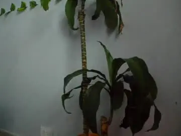 Chaturbate Best live sex cam show of esterlindez