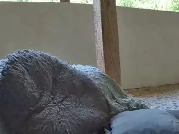 Chaturbate Live Sex Cam of anaworld69