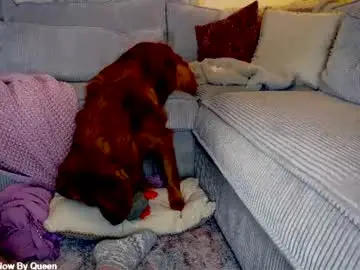 Chaturbate Live Porn of x_lily_x