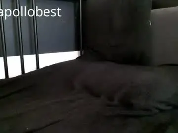 Chaturbate Free Porn Cam of apollobest77