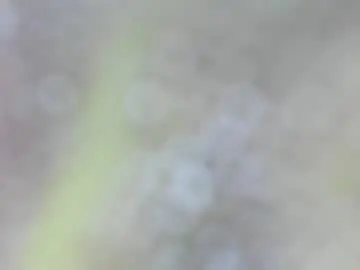 Chaturbate Sex Chat of vio_let_