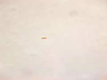 Chaturbate Private Sex Chat of taanni_bc