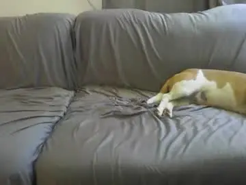 Chaturbate Free Live Porn of ant619710