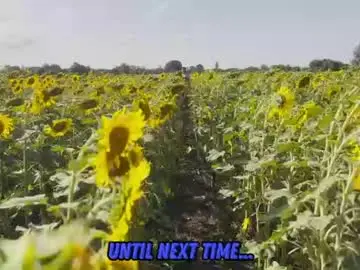 Chaturbate Sex Cam of sunflower0907