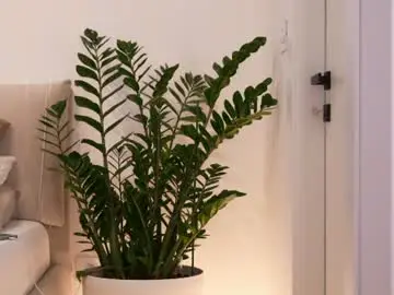 Chaturbate Free Porn Cam of dovia