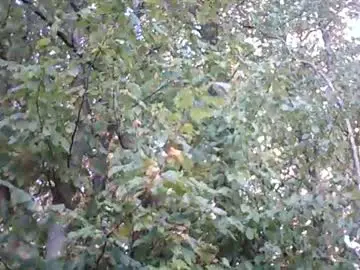 Chaturbate Live Sex of sashainyourmind