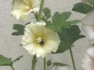 Streamate Best live sex cam show of Sillytilly20