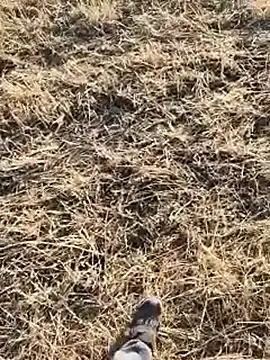 Stripchat Free Porn Cam of murokkk31