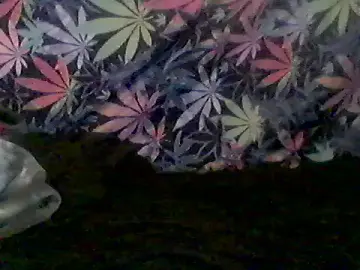 Stripchat Live Sex Cam of libraxxxstudios