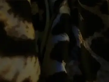 Stripchat Live Porn of 3littles