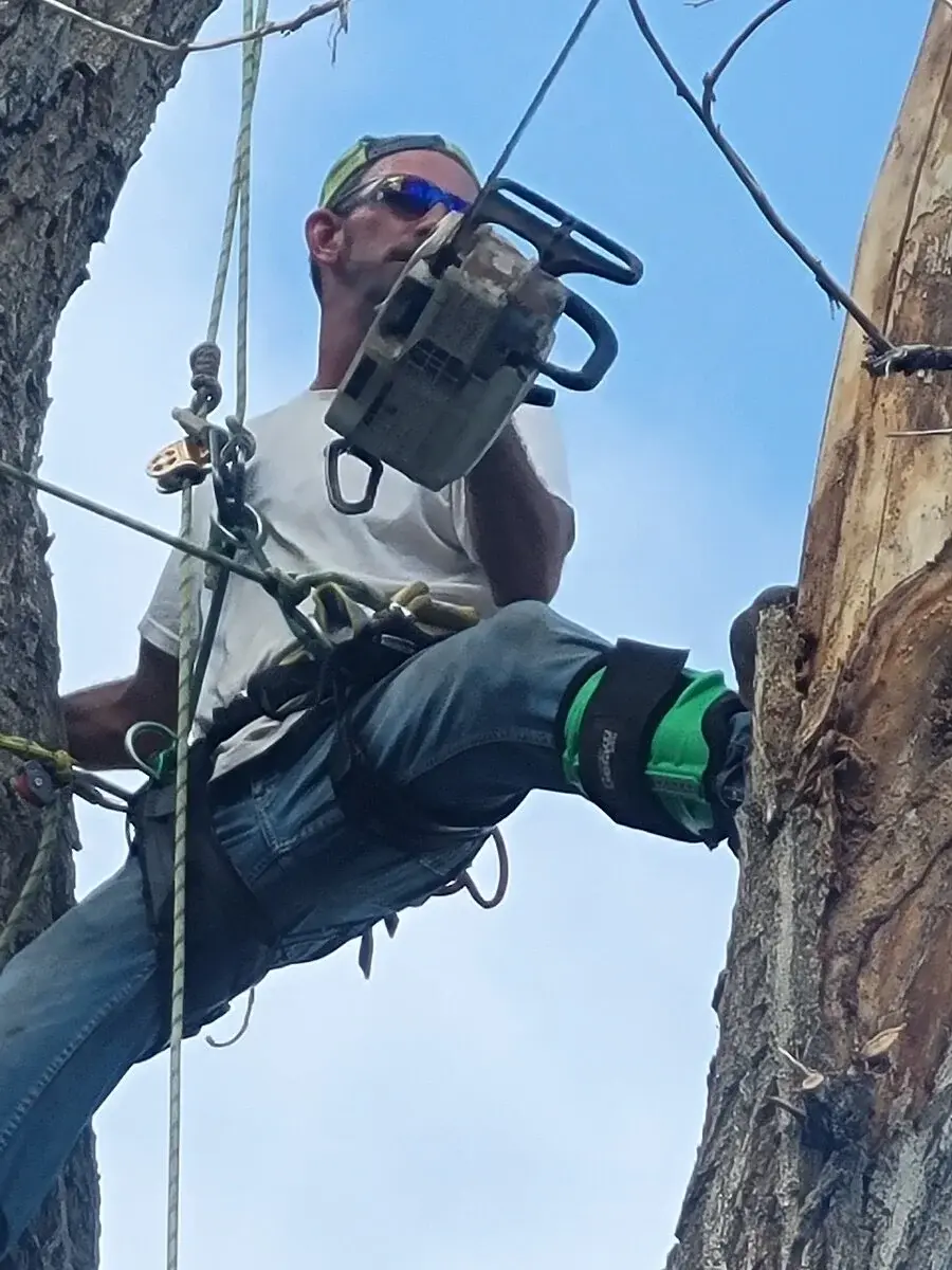 Treemandude