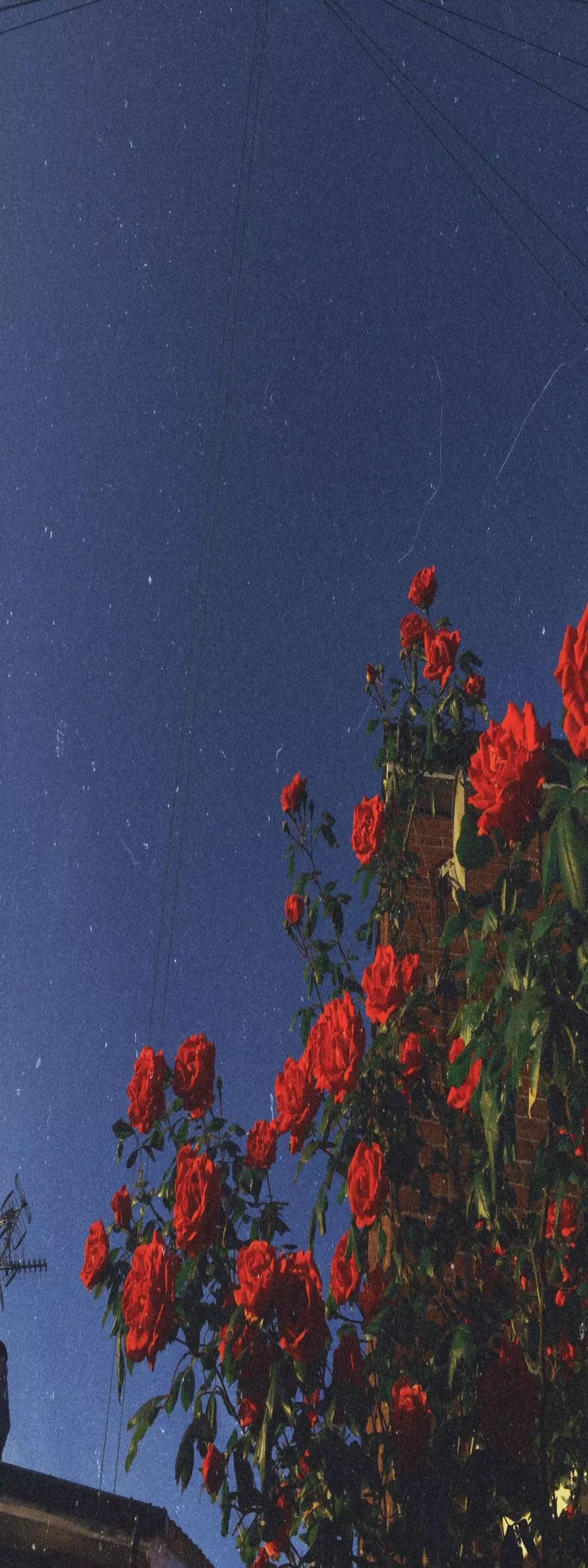 Aestheticsgirl