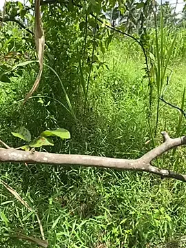 Stripchat Live Sex of _Cute_ariana_