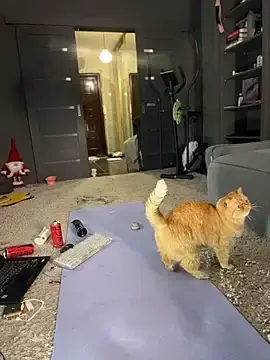 Stripchat Live Porn of Bastet