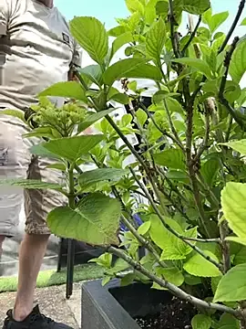 Stripchat Private Sex Chat of Germankink