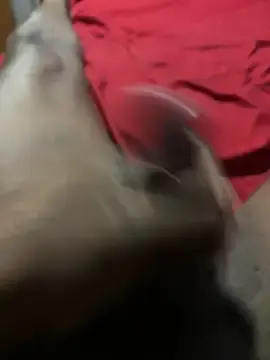 Stripchat Best Webcam of Mrblackurve